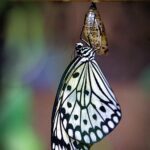 butterfly-4410868_1920