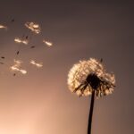 dandelion-3379388_1920